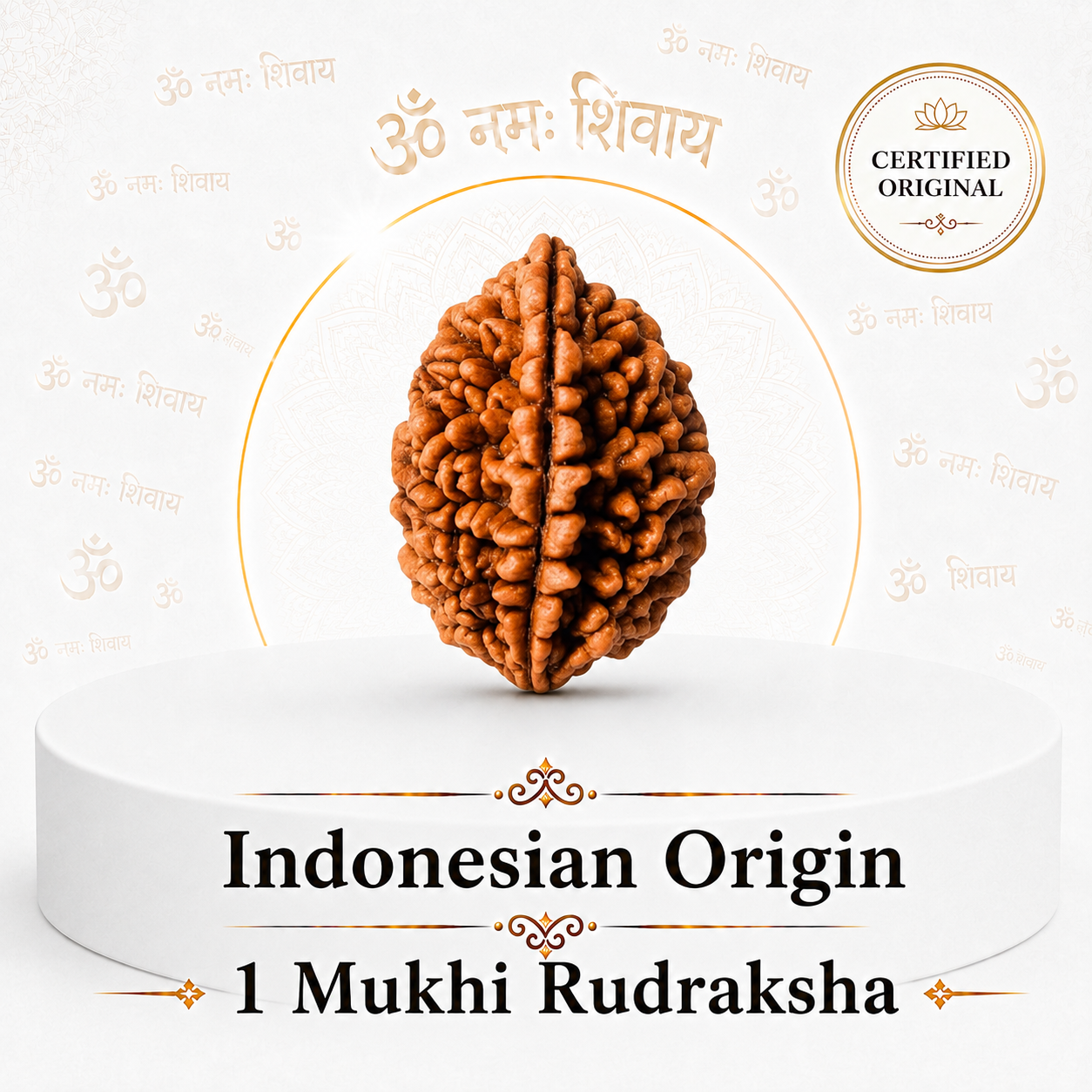 1 Mukhi Rudraksha ( Indonesian Origin)